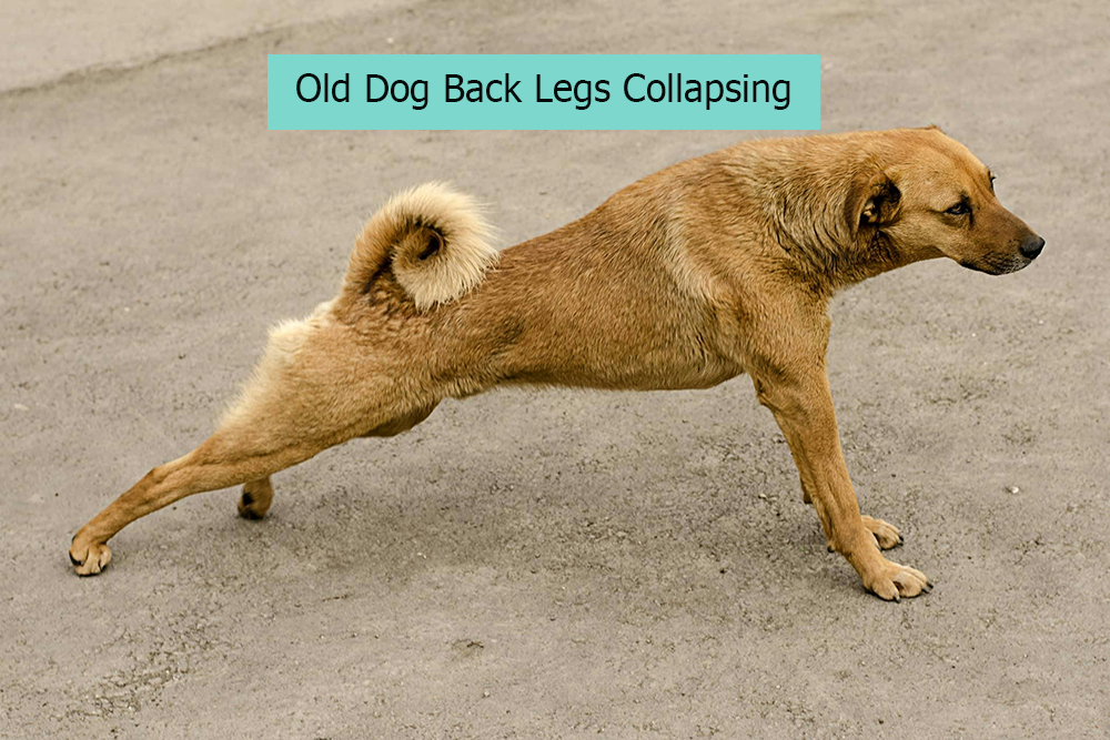 Old Dog Back Legs Collapsing