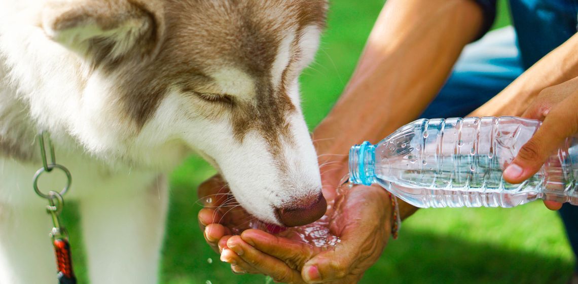 Older Dog Drinking a Lot of Water