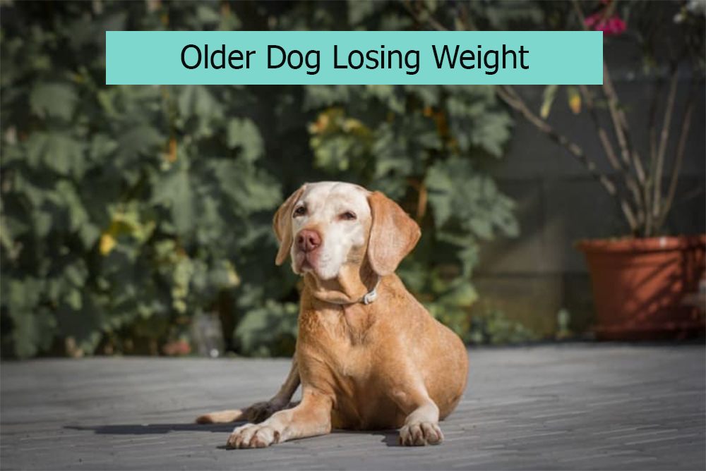 Older Dog Losing Weight