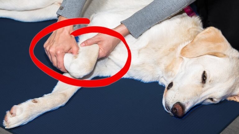 Effective Solutions for Joint Pain in Older Dogs: Treatments and Tips ...